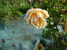 Perle des Jaunes rose photo