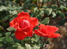 Strawberry Crush rose photo