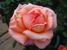 Kanon rose photo