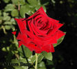 Asso di Cuori rose photo