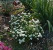 Little Eskimo rose photo