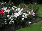 Dame Cath rose photo