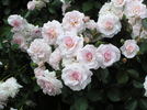 Dame Cath rose photo