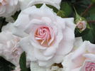 Dame Cath rose photo