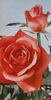 Orange Garnet rose photo