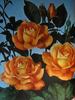 Bengali ® rose photo