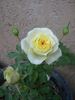 F5-01 rose photo