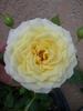 F5-01 rose photo