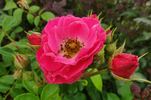 Bordure Magenta ® rose photo
