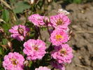 Bambino rose photo