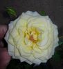 F5-01 rose photo