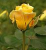 Arrowtown rose photo