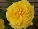 Arrowtown rose photo
