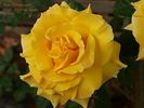 Arrowtown rose photo