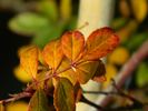 Basye's Legacy rose photo