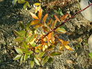 Basye's Legacy rose photo