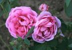 Dr. Mazaryk rose photo