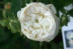 La Neige rose photo
