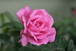 Aromatherapy ™ rose photo