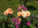 Bordure Abricot rose photo