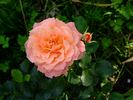 Bordure Abricot rose photo
