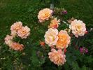 Bordure Abricot rose photo