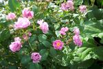 95-1 rose photo