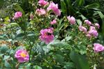 95-1 rose photo