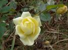 Small Talk (floribunda, Swim rose photo