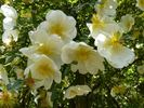 Albert Edwards rose photo