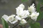 <i>Rosa arvensis plena</i> rose photo