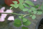 <i>Rosa arvensis plena</i> rose photo