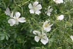 R. elliptica rose photo