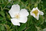 R. elliptica rose photo