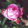 Ville de Saint Denis rose photo