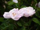 Catherine Ghislaine rose photo