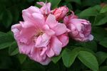 Rosa Zwerg rose photo