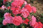 Rosenwunder von Schloss Hexenagger rose photo