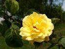 Sunlight, Cl. rose photo