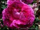 Aglaïa rose photo
