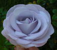 Pink Crystal rose photo