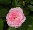 Nostalgia ™ rose photo