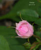 Nostalgia ™ rose photo