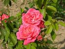 Csárdás rose photo