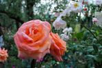 Looping ® rose photo