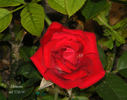 Montana ™ rose photo