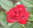Montana ™ rose photo