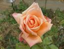 ARC Angel rose photo