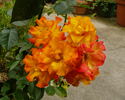Wildcat rose photo