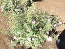 Antique Rose ™ rose photo